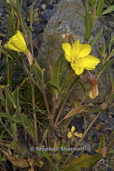 oenothera elata ssp hirsutissima 10 graphic